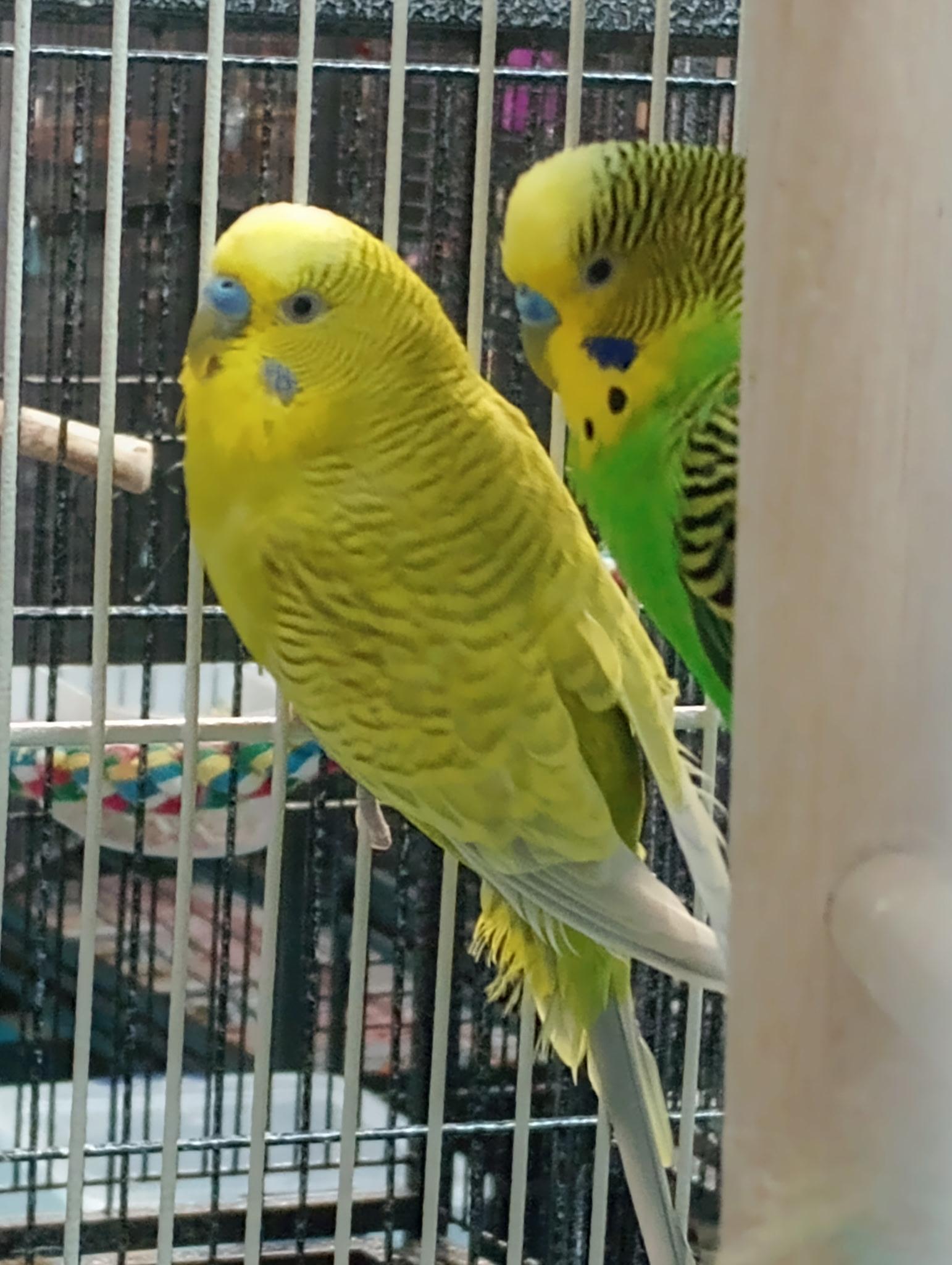 Parrot for adoption - Pluto, Neptune, Comet and Saturn (Male