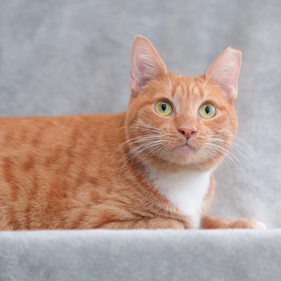 Enlarge Rosie (In Foster), a Adoptable Domestic Short Hair in Sunnyvale, CA image 1/4