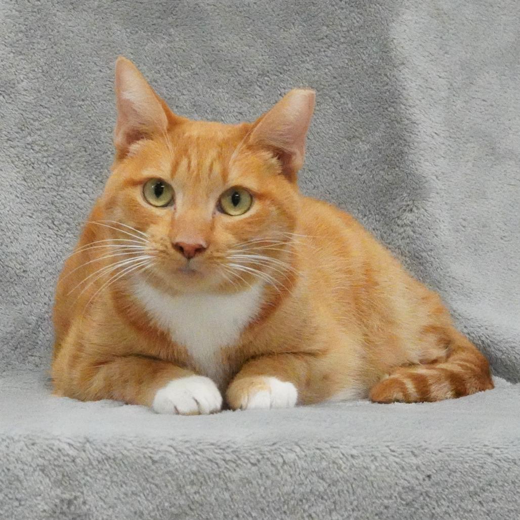 Enlarge Rosie (In Foster), a Adoptable Domestic Short Hair in Sunnyvale, CA image 2/4