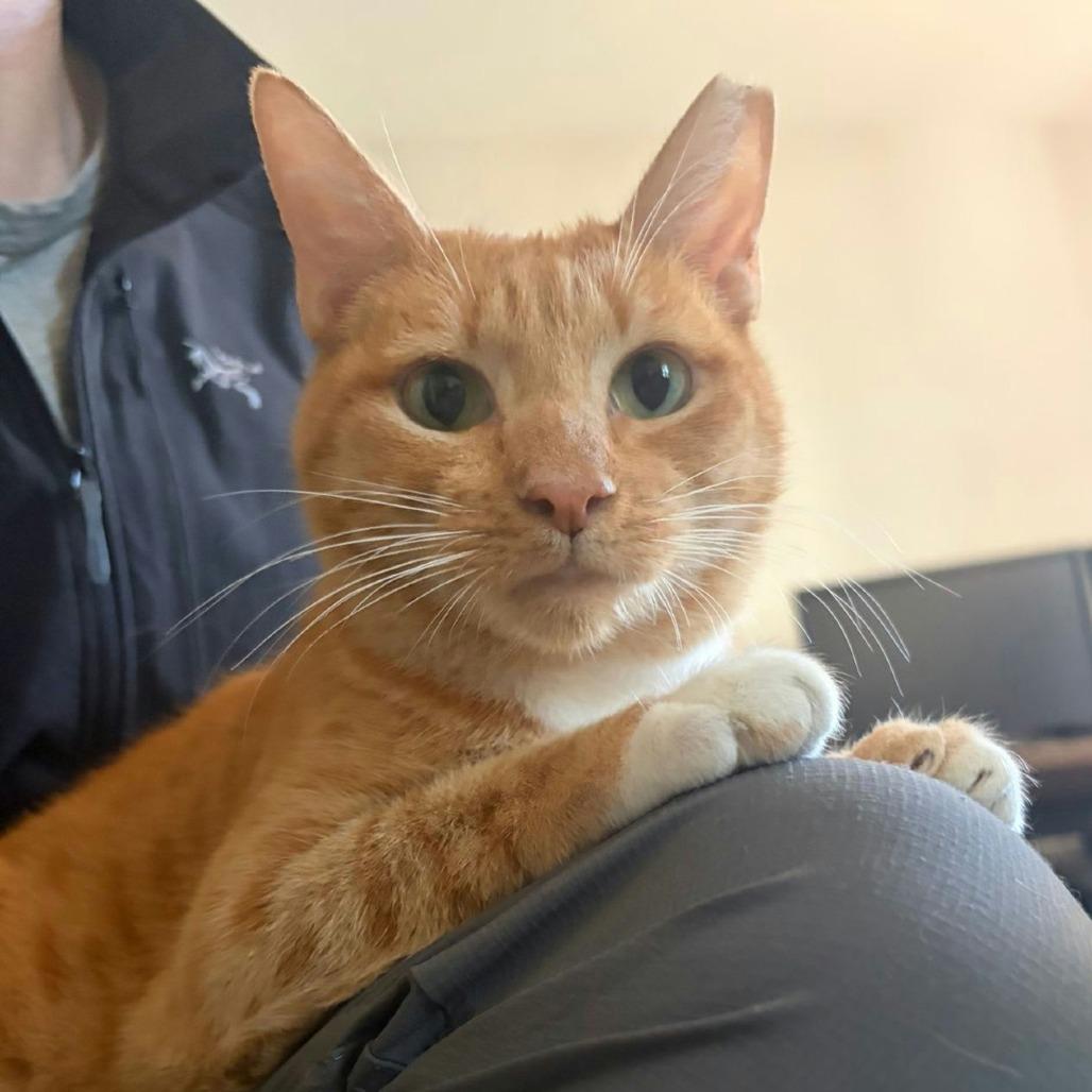 Enlarge Rosie (In Foster), a Adoptable Domestic Short Hair in Sunnyvale, CA image 3/4