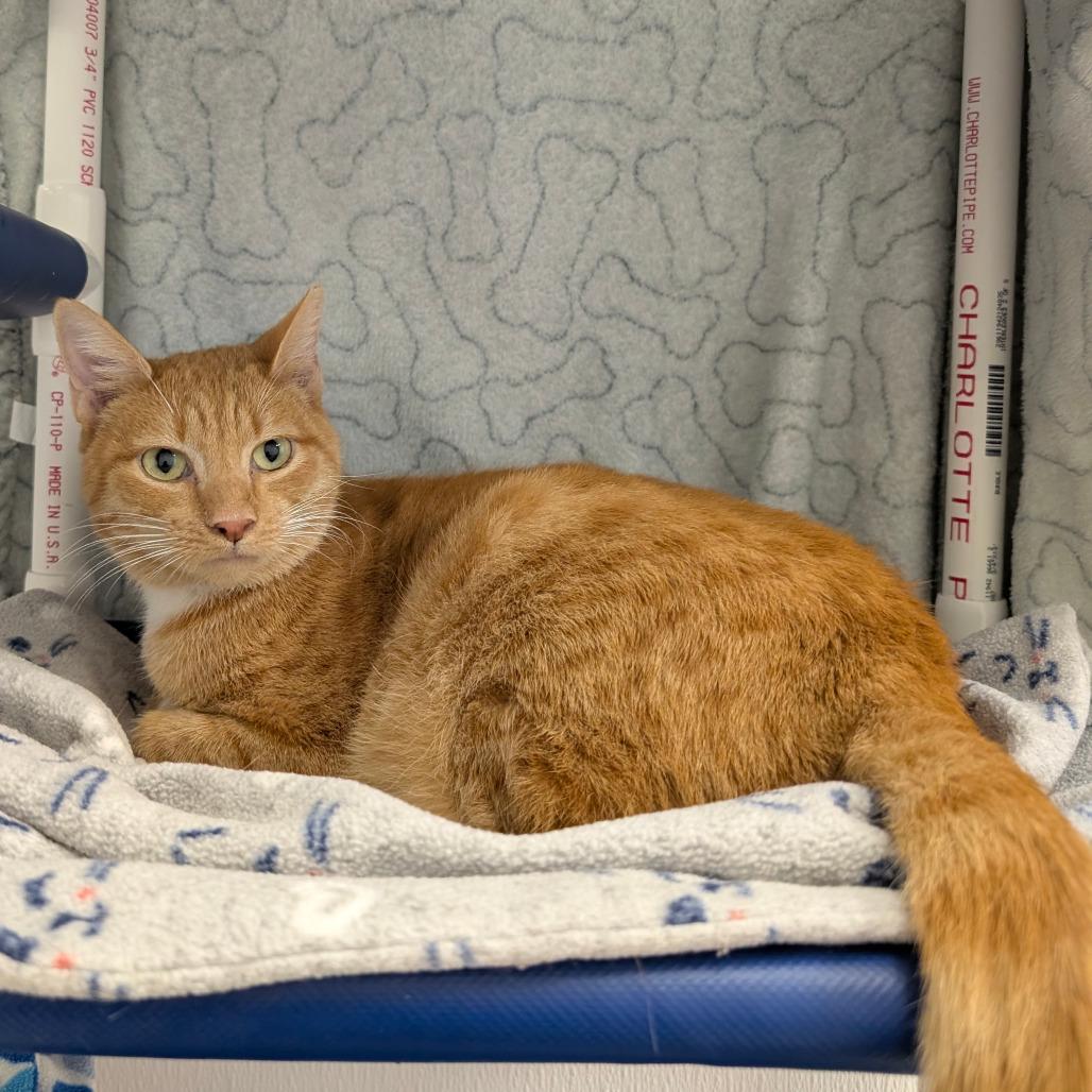 Enlarge Rosie (In Foster), a Adoptable Domestic Short Hair in Sunnyvale, CA image 4/4