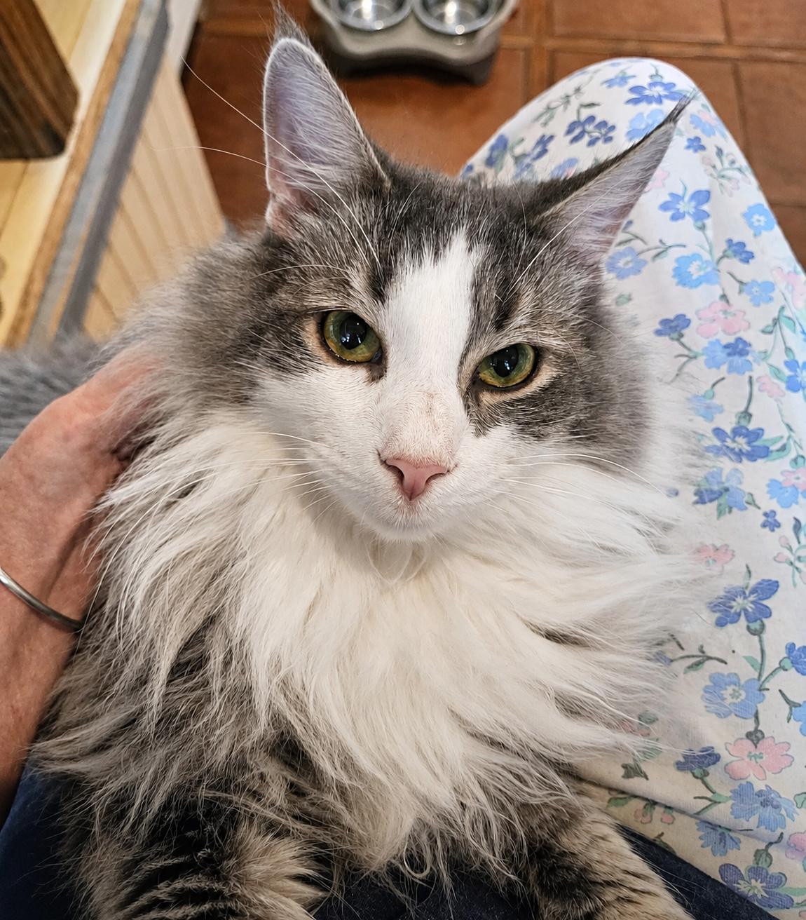 Enlarge Odin & Shadow, a Adoptable Domestic Long Hair in Pittsburgh, PA image 2/3