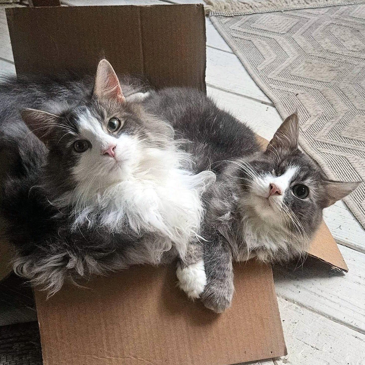 Odin & Shadow, Adoptable, Young Male Domestic Long Hair.