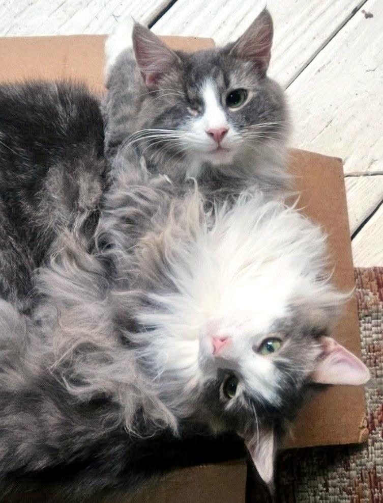Enlarge Odin & Shadow, a Adoptable Domestic Long Hair in Pittsburgh, PA image 3/3