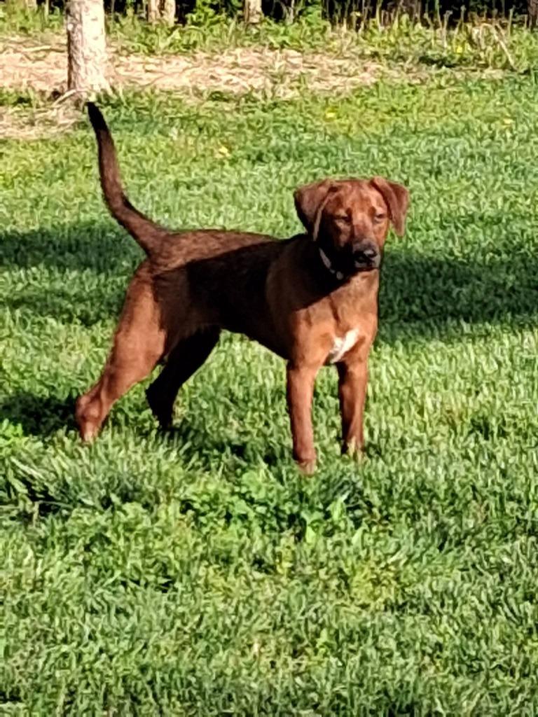 Enlarge Meadow, a Adoptable Redbone Coonhound in Kettering, OH image 2/3