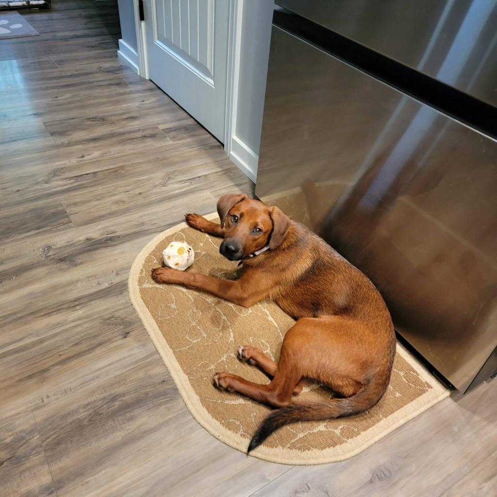 Enlarge Meadow, a Adoptable Redbone Coonhound in Kettering, OH image 3/3