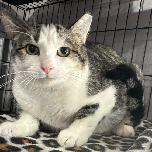 Cajun, Adoptable, Young Female Domestic Short Hair.