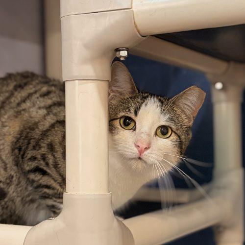 Enlarge Cajun, a Adoptable Domestic Short Hair in Tipp City, OH image 2/6