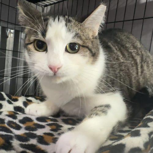 Enlarge Cajun, a Adoptable Domestic Short Hair in Tipp City, OH image 3/6