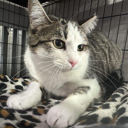 Enlarge Cajun, a Adoptable Domestic Short Hair in Tipp City, OH image 4/6