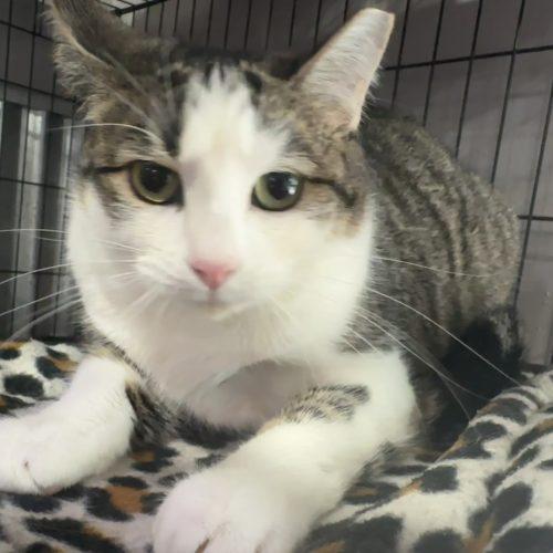Enlarge Cajun, a Adoptable Domestic Short Hair in Tipp City, OH image 5/6