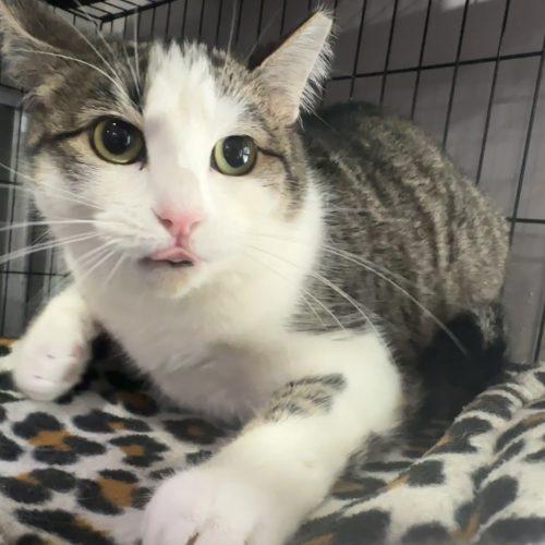 Enlarge Cajun, a Adoptable Domestic Short Hair in Tipp City, OH image 6/6
