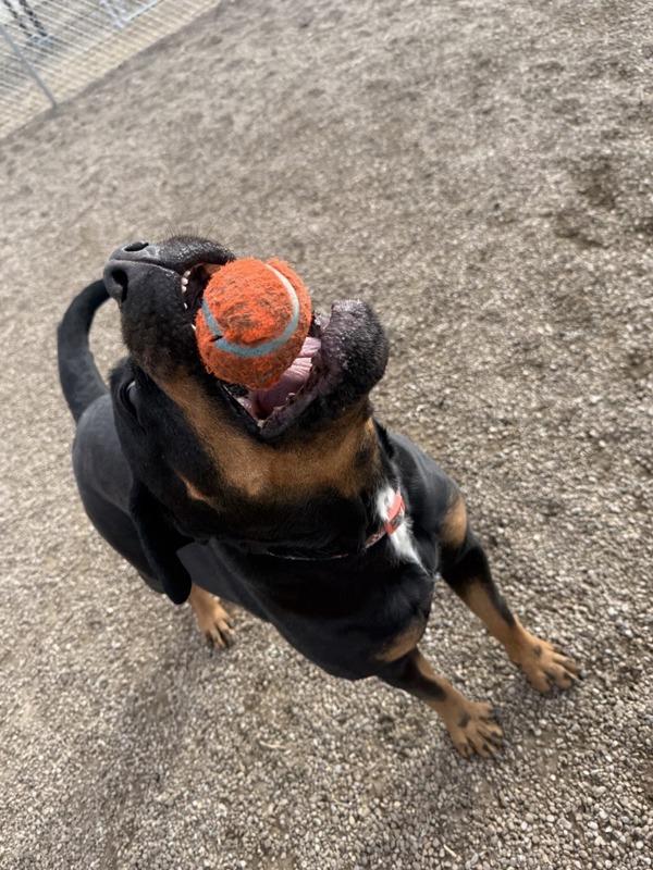 Enlarge Cara, a Adoptable mixed breed in Great Falls, MT image 1/6