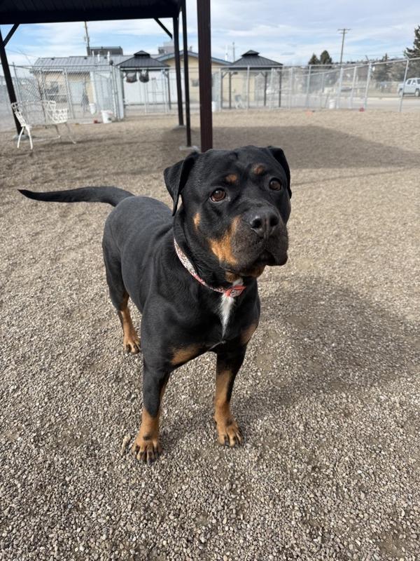 Enlarge Cara, a Adoptable mixed breed in Great Falls, MT image 2/6