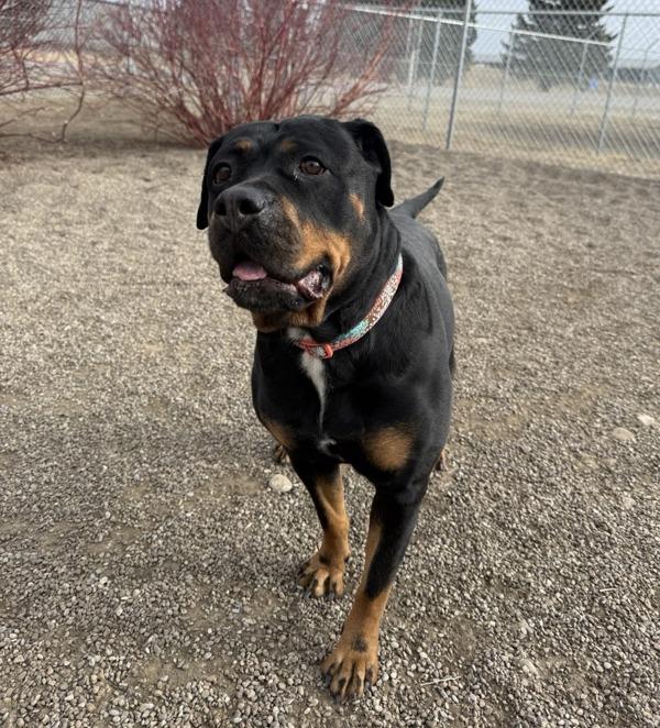 Enlarge Cara, a Adoptable mixed breed in Great Falls, MT image 3/6