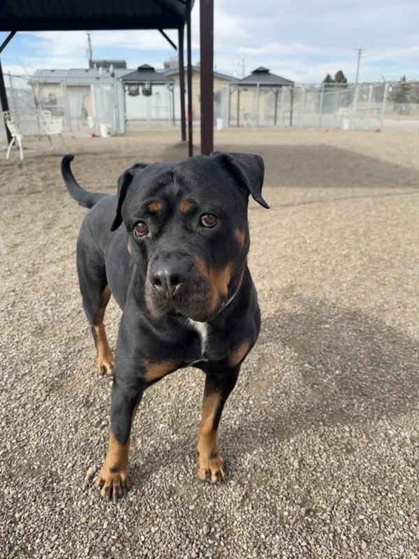 Enlarge Cara, a Adoptable mixed breed in Great Falls, MT image 4/6