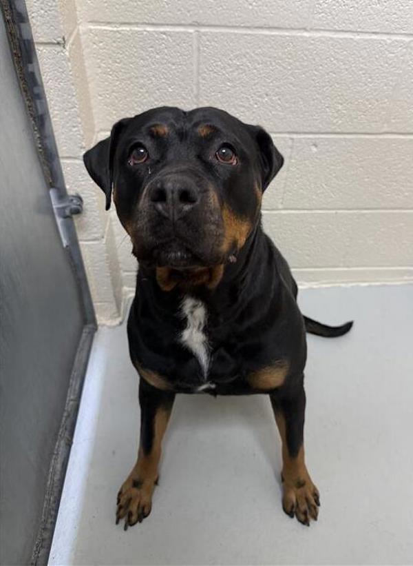 Enlarge Cara, a Adoptable mixed breed in Great Falls, MT image 5/6