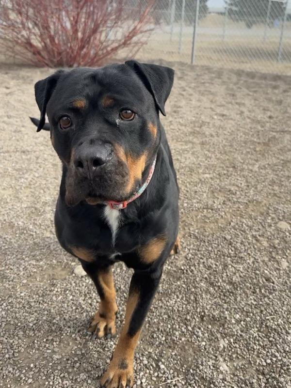 Enlarge Cara, a Adoptable mixed breed in Great Falls, MT image 6/6