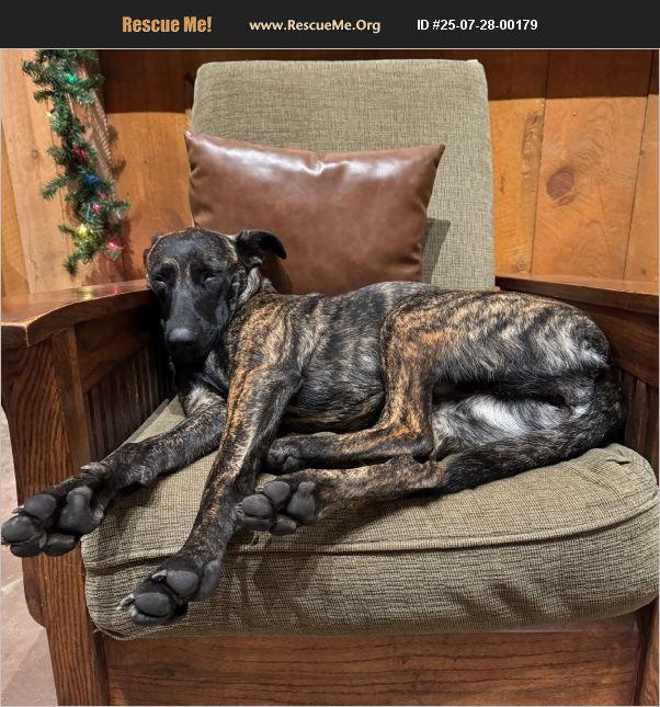 Ginger, a Adoptable mixed breed in Coarsegold, CA image 1/3