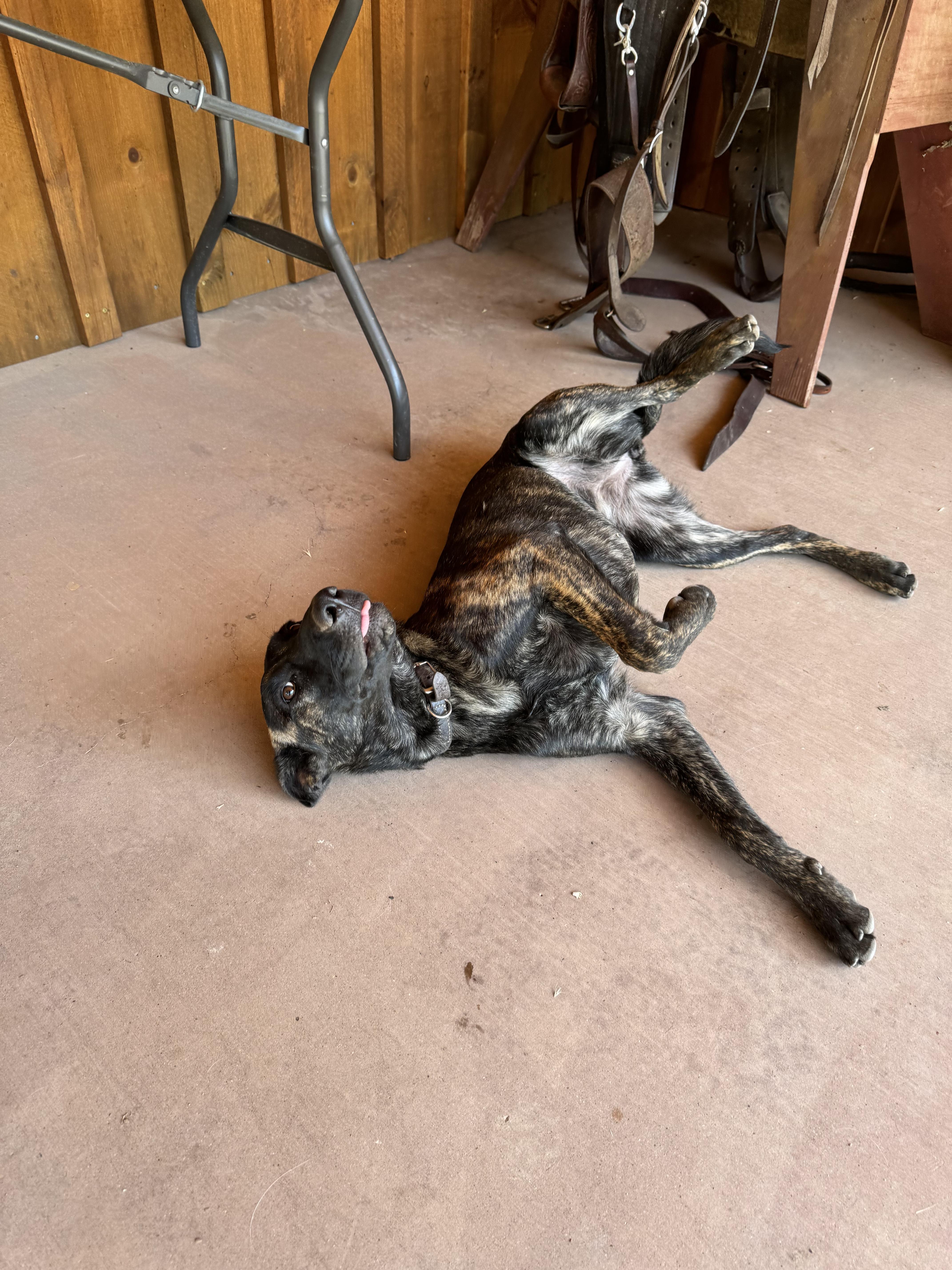 Ginger, a Adoptable mixed breed in Coarsegold, CA image 2/3