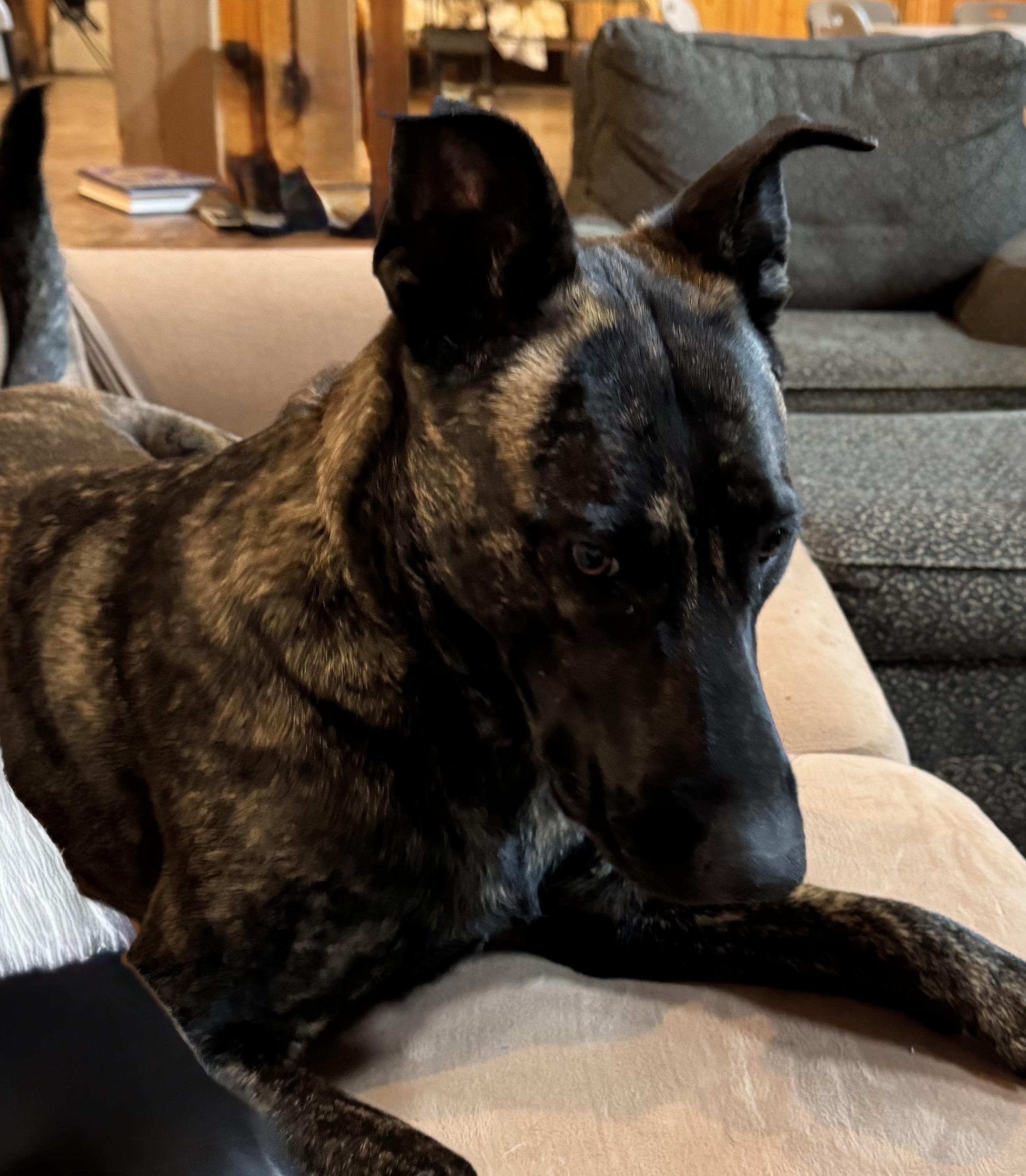 Ginger, a Adoptable mixed breed in Coarsegold, CA image 3/3