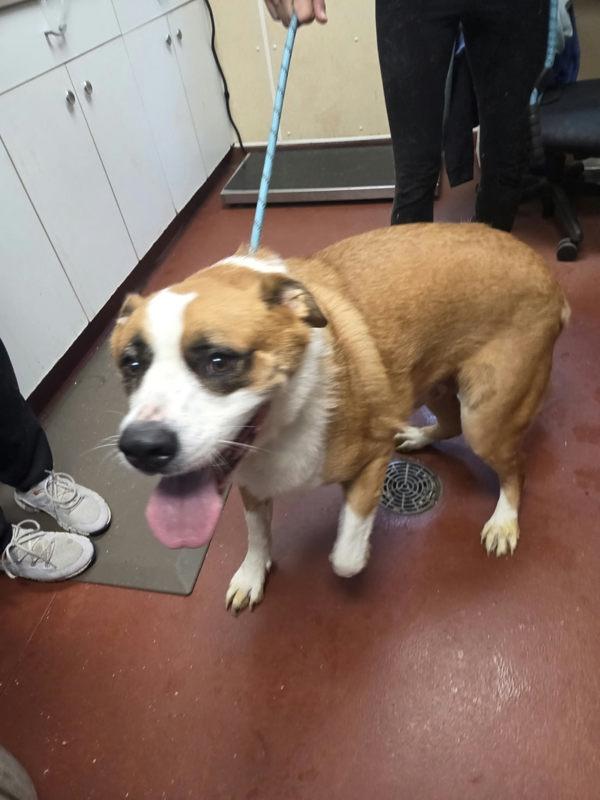 Sampson, Adoptable, Adult Male Saint Bernard.