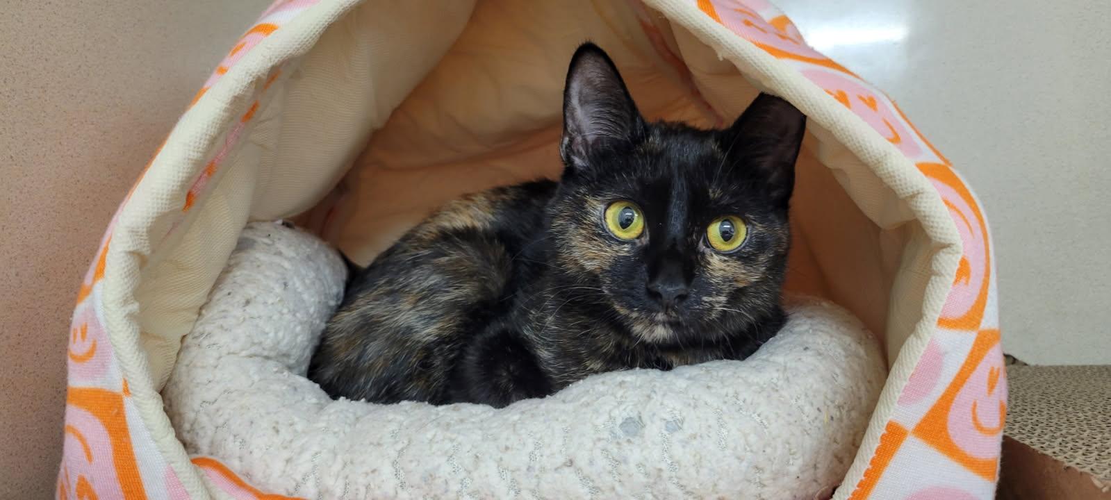 Bennie, Adoptable, Young Female Domestic Short Hair & Tortoiseshell.