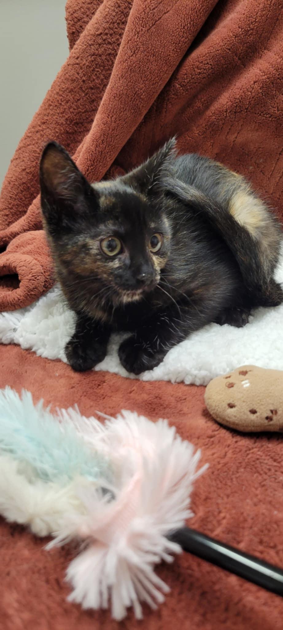 Bennie, Baby Female Domestic Short Hair