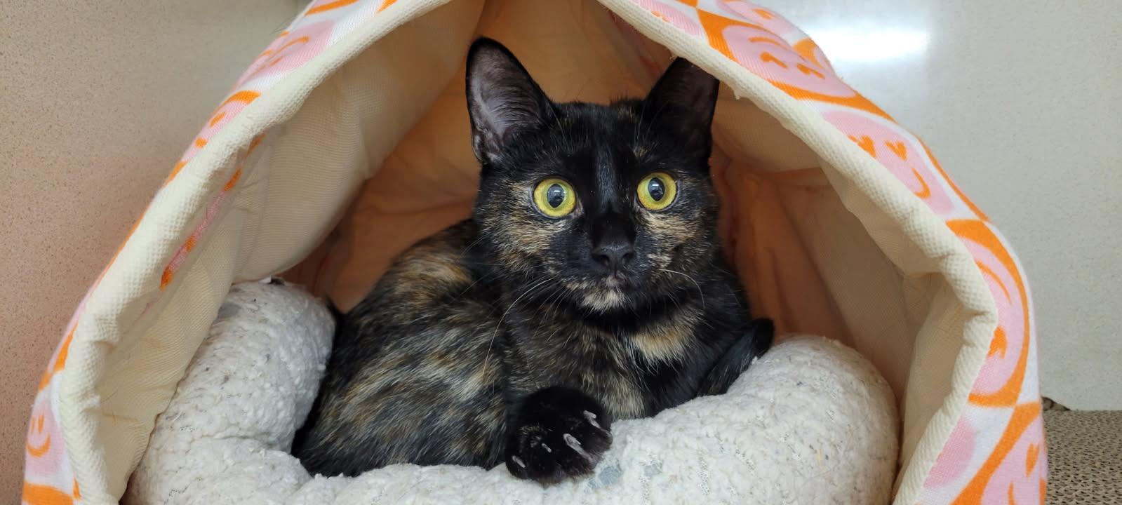 Bennie, a Adoptable mixed breed in Blaine, MN image 2/2