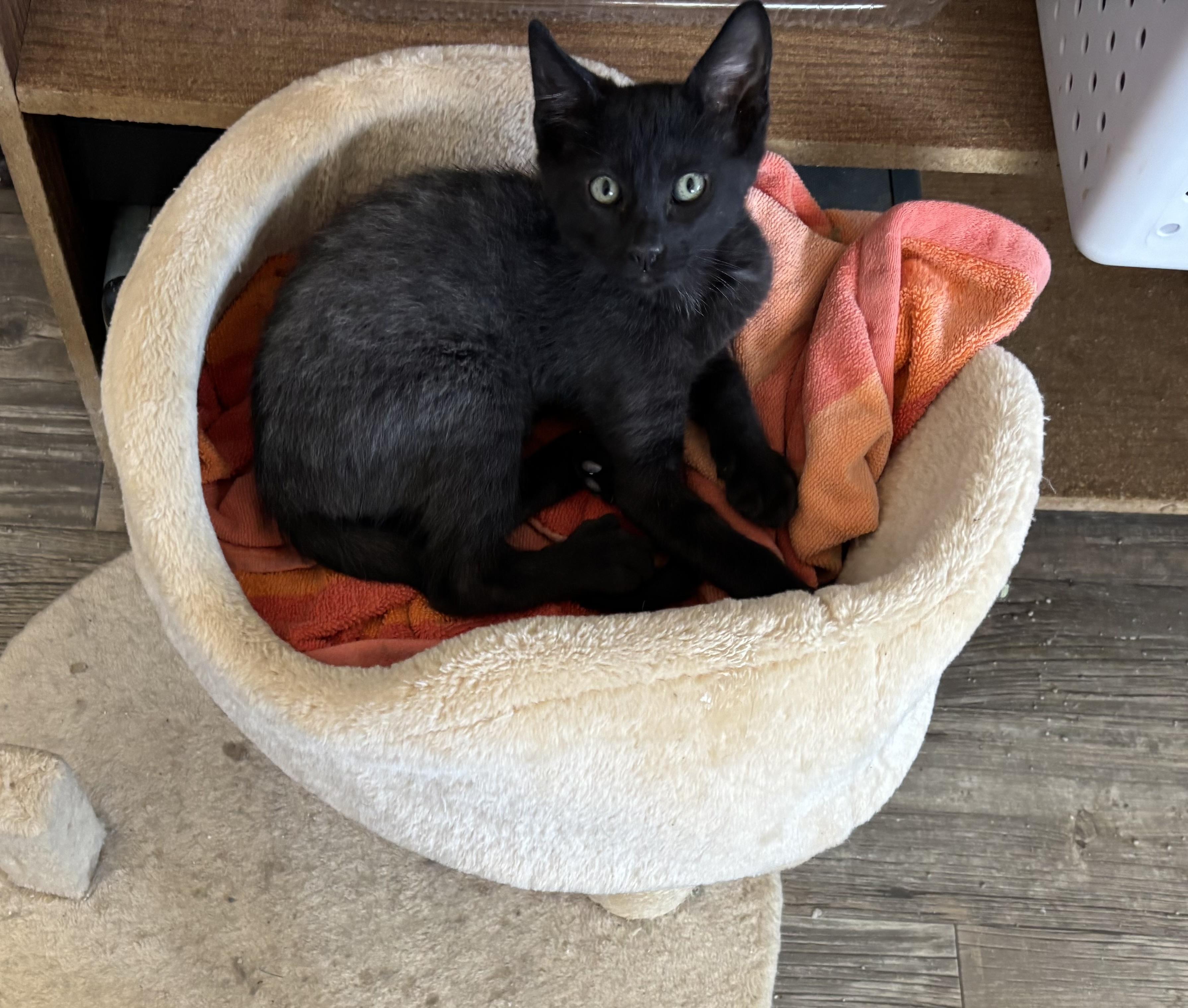 Enlarge Gunny, a Adoptable Domestic Short Hair in Oracle, AZ image 2/4
