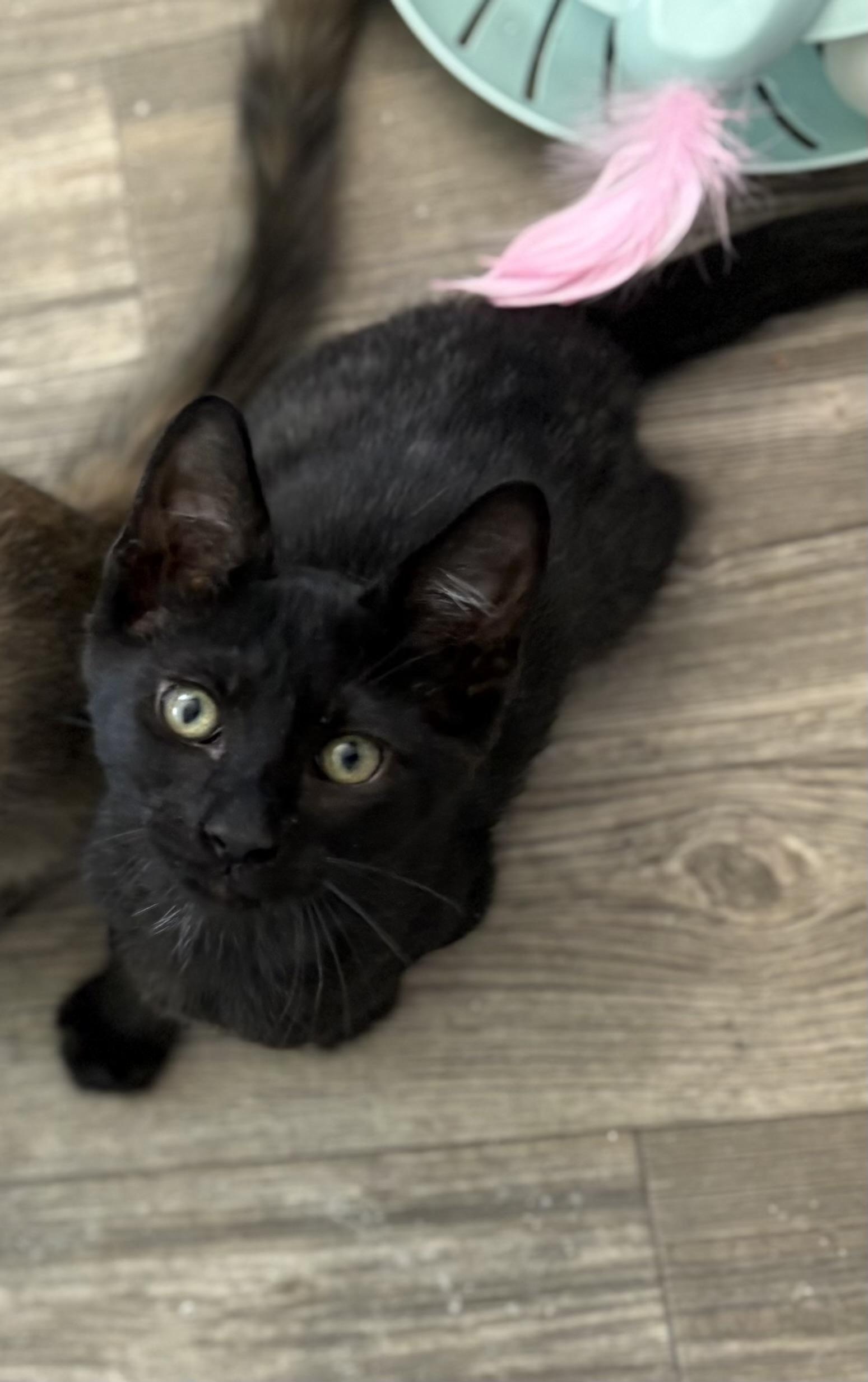 Enlarge Gunny, a Adoptable Domestic Short Hair in Oracle, AZ image 4/4