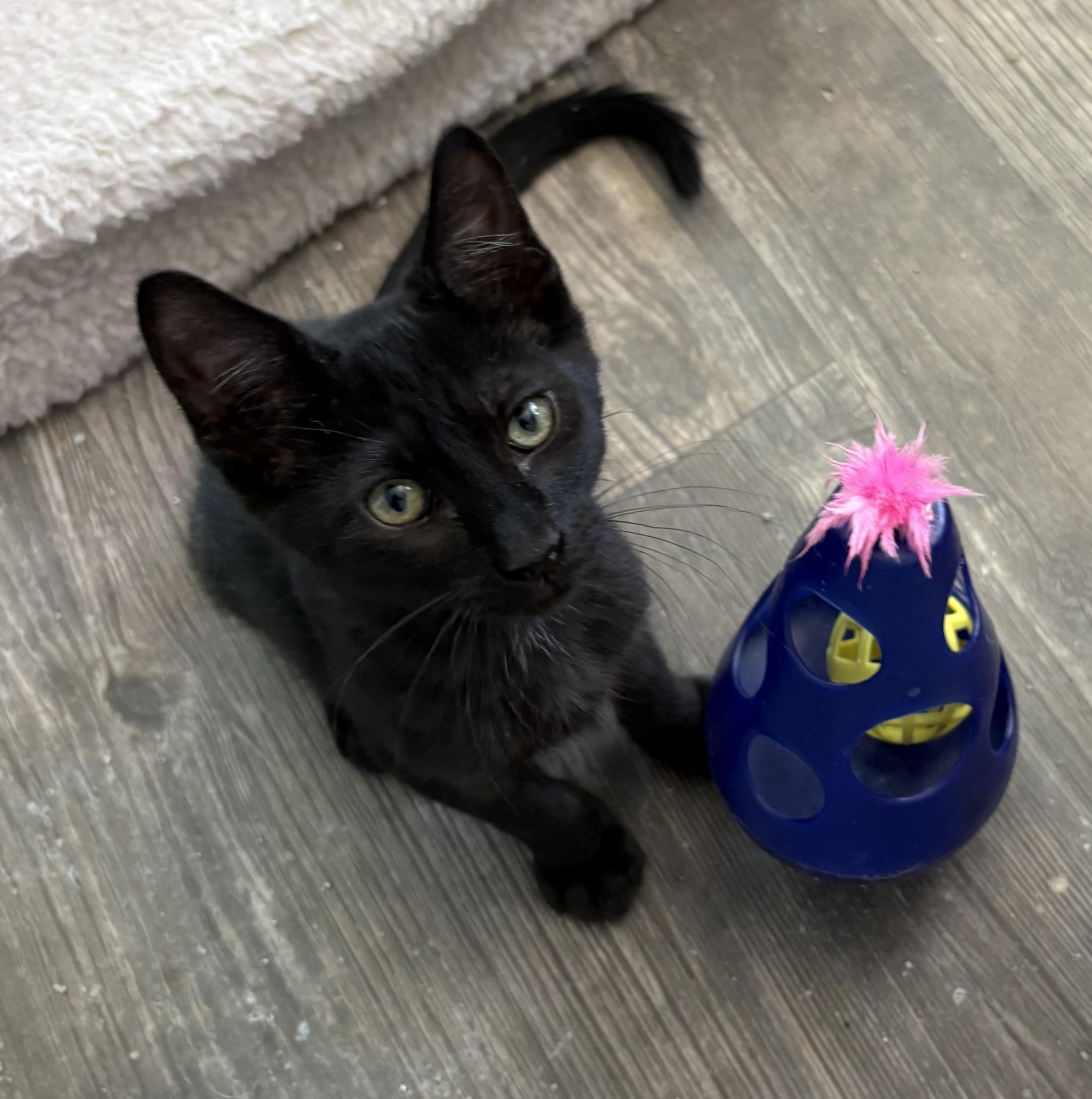 Gunny, Adoptable, Young Male Domestic Short Hair.