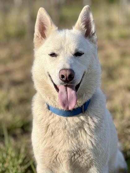 Gump, a Adoptable mixed breed in Washington, DC image 2/3