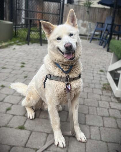 Gump, a Adoptable mixed breed in Washington, DC image 3/3
