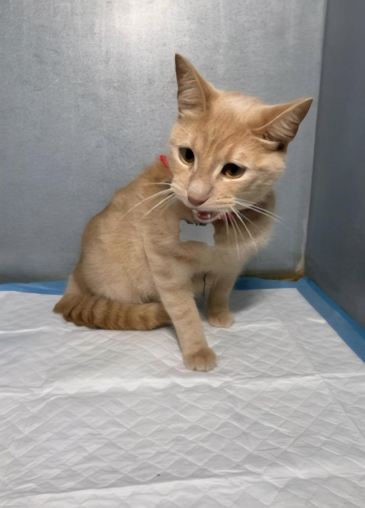 Enlarge Simone, a Adoptable Domestic Short Hair in Mount Pleasant, TX image 1/1