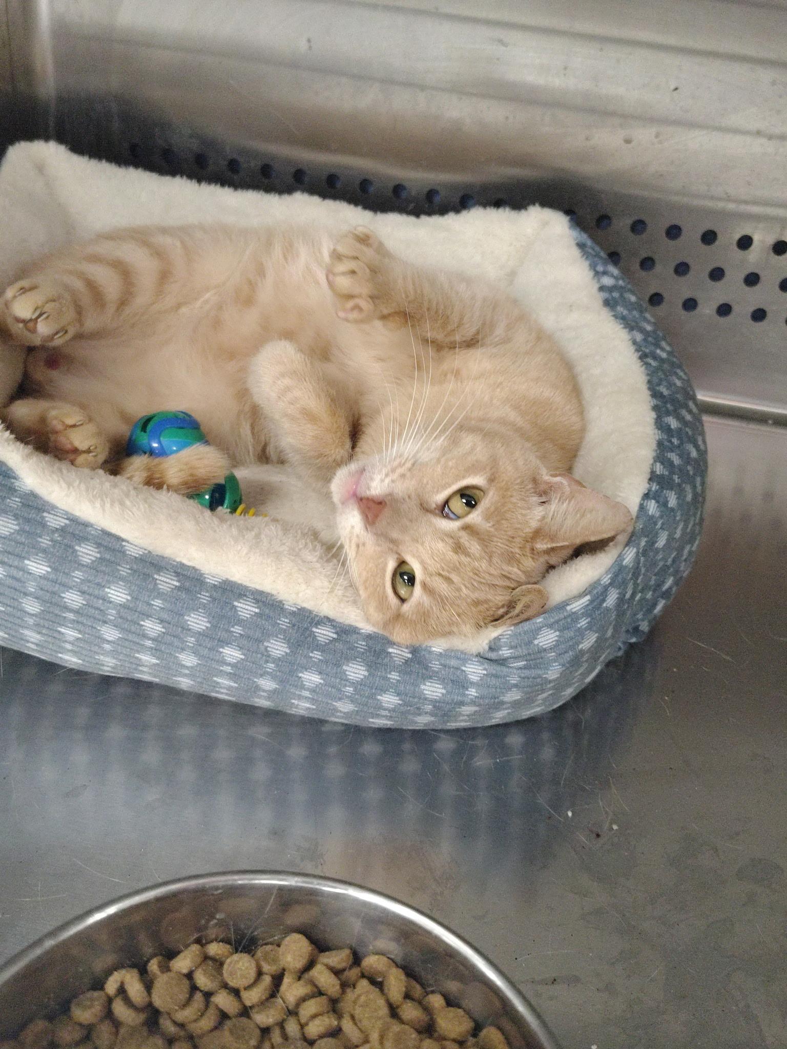 Enlarge Simone, a Adoptable Domestic Short Hair in Mount Pleasant, TX image 1/2