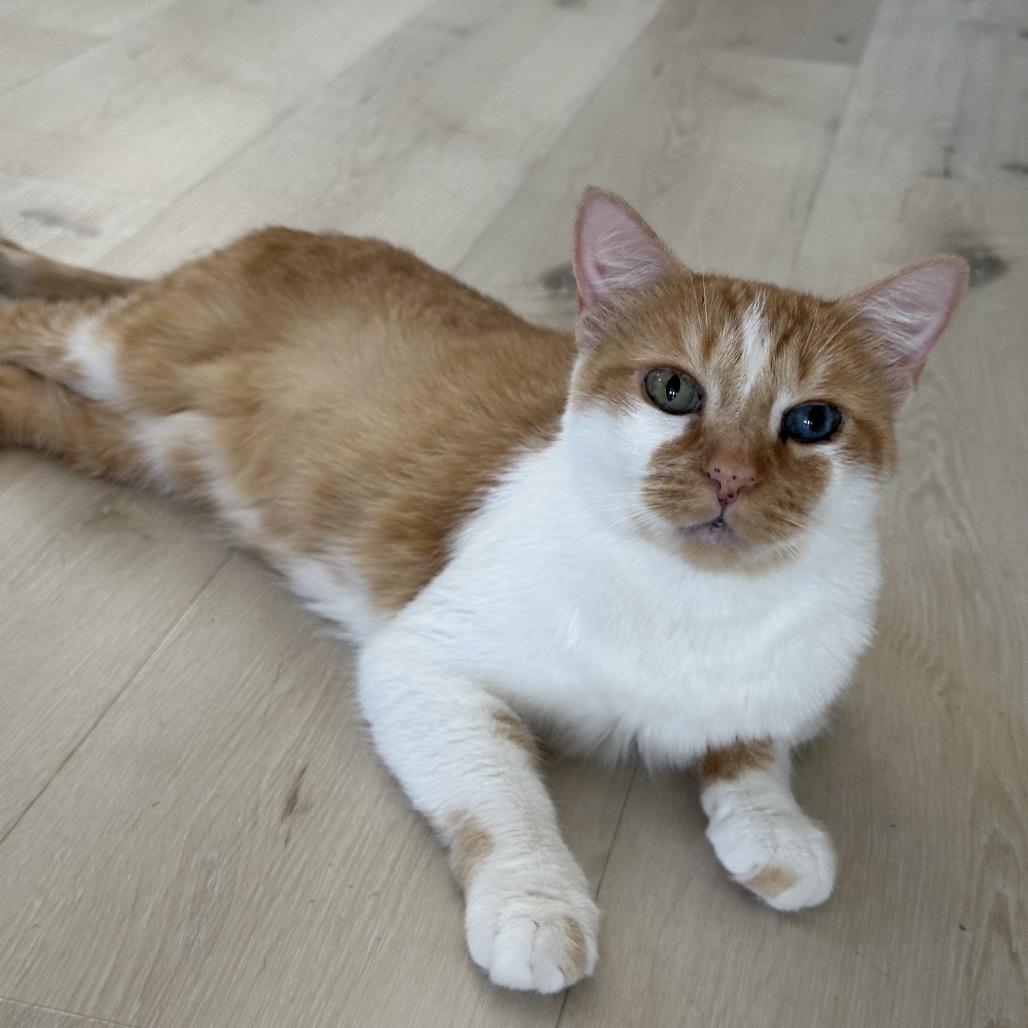 Meemaw, Adoptable, Adult Female Domestic Short Hair.