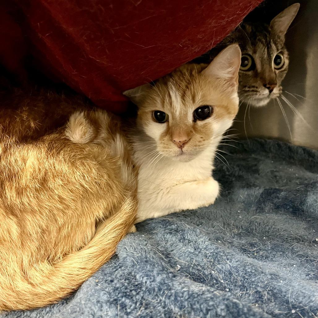 Enlarge Meemaw, a Adoptable Domestic Short Hair in Los Angeles, CA image 2/6