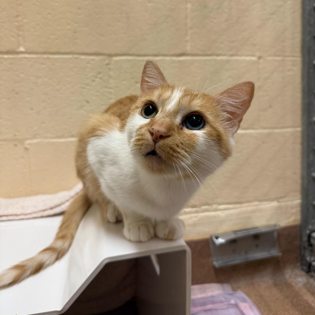 Enlarge Meemaw, a Adoptable Domestic Short Hair in Los Angeles, CA image 4/6