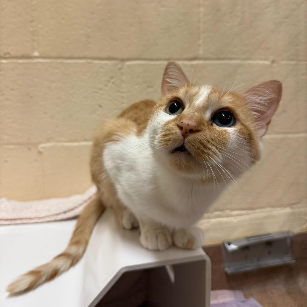 Enlarge Meemaw, a Adoptable Domestic Short Hair in Los Angeles, CA image 5/6