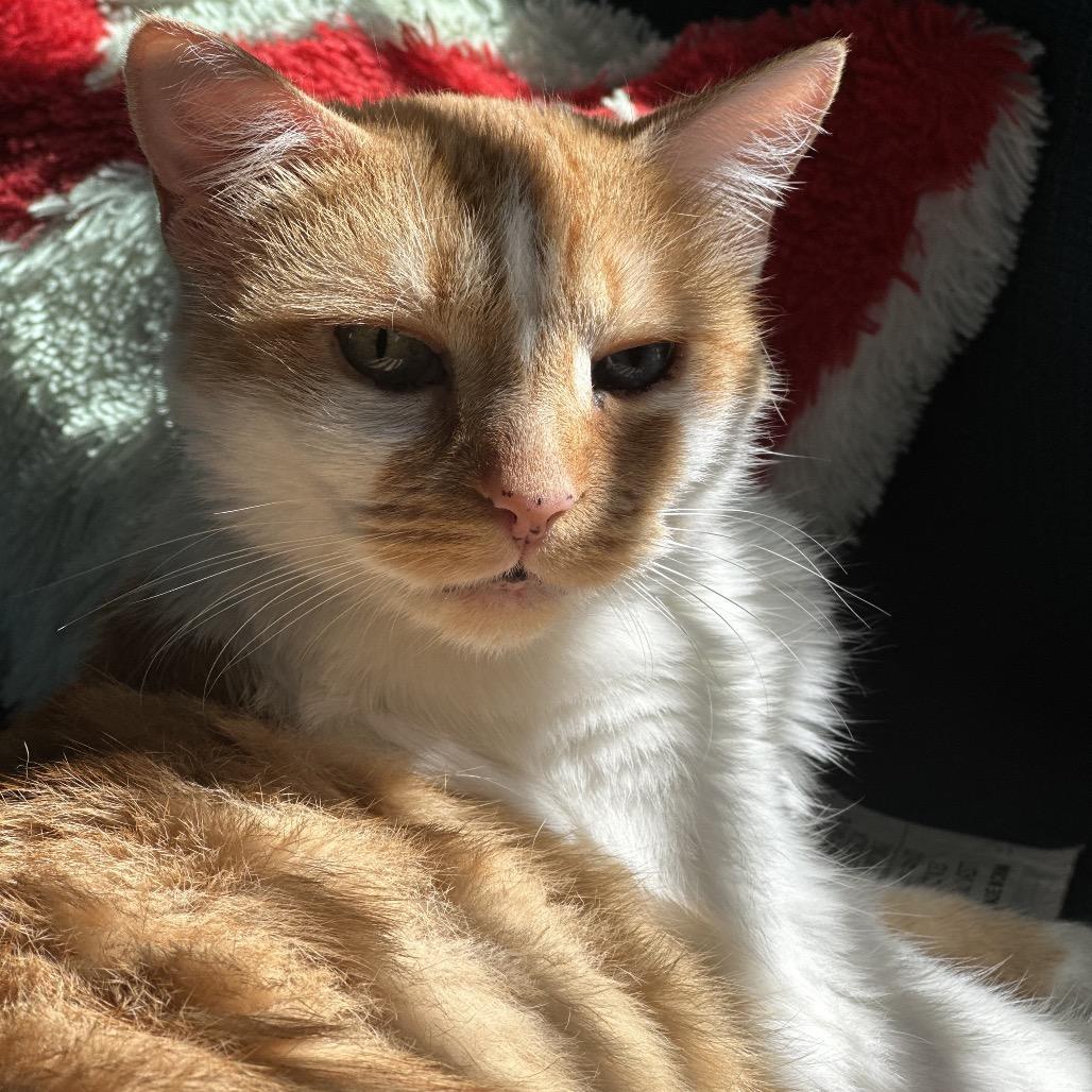 Enlarge Meemaw, a Adoptable Domestic Short Hair in Los Angeles, CA image 6/6