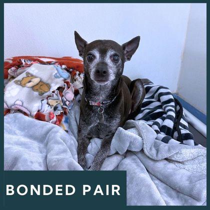 Linkin, ADOPTABLE, Senior Male Mixed Breed.