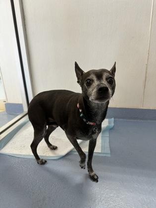 Enlarge Linkin, a ADOPTABLE Mixed Breed in Missoula, MT image 2/2