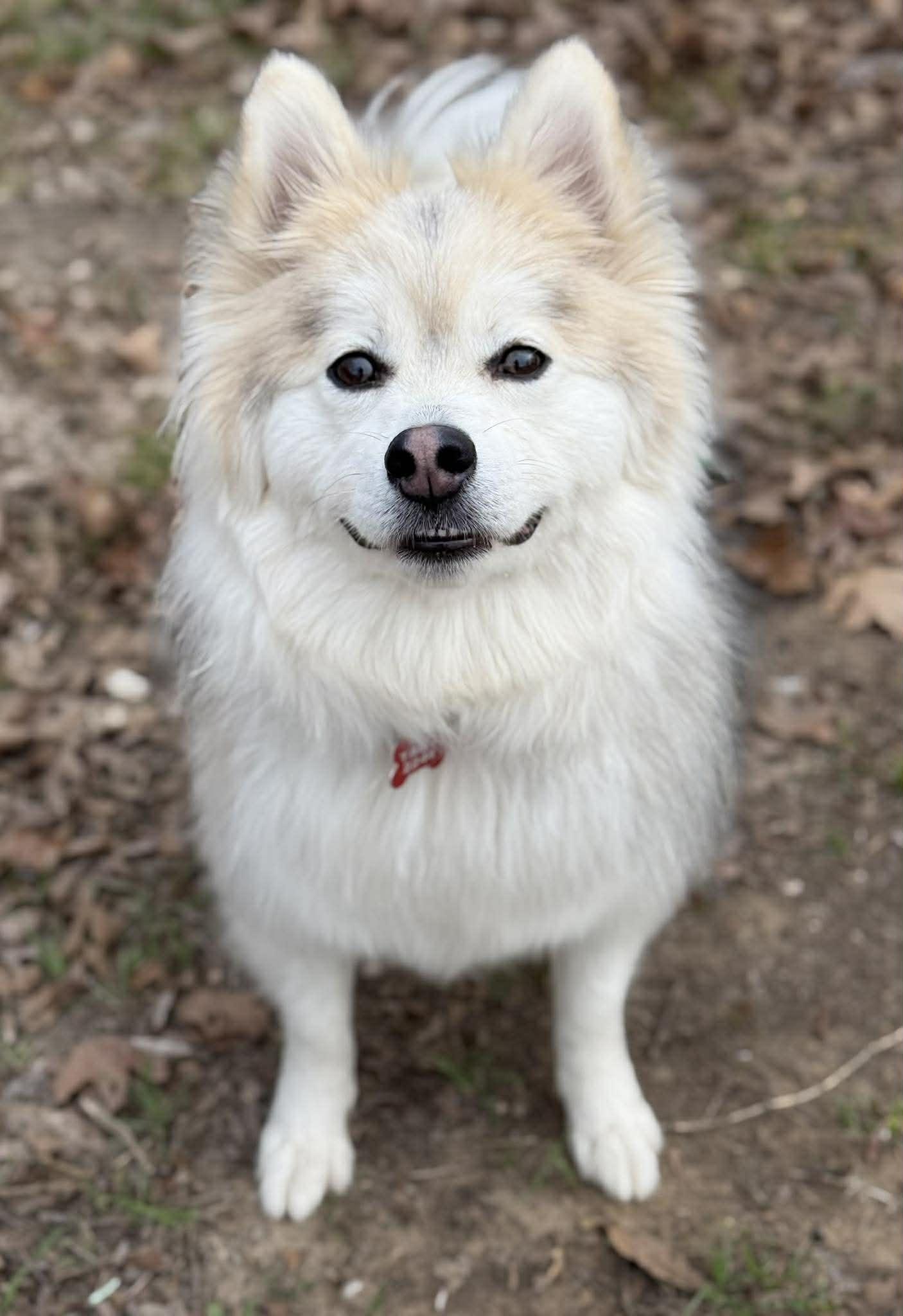 Enlarge Moose McFluff, a ADOPTABLE Pomsky in Kiowa, OK image 1/6