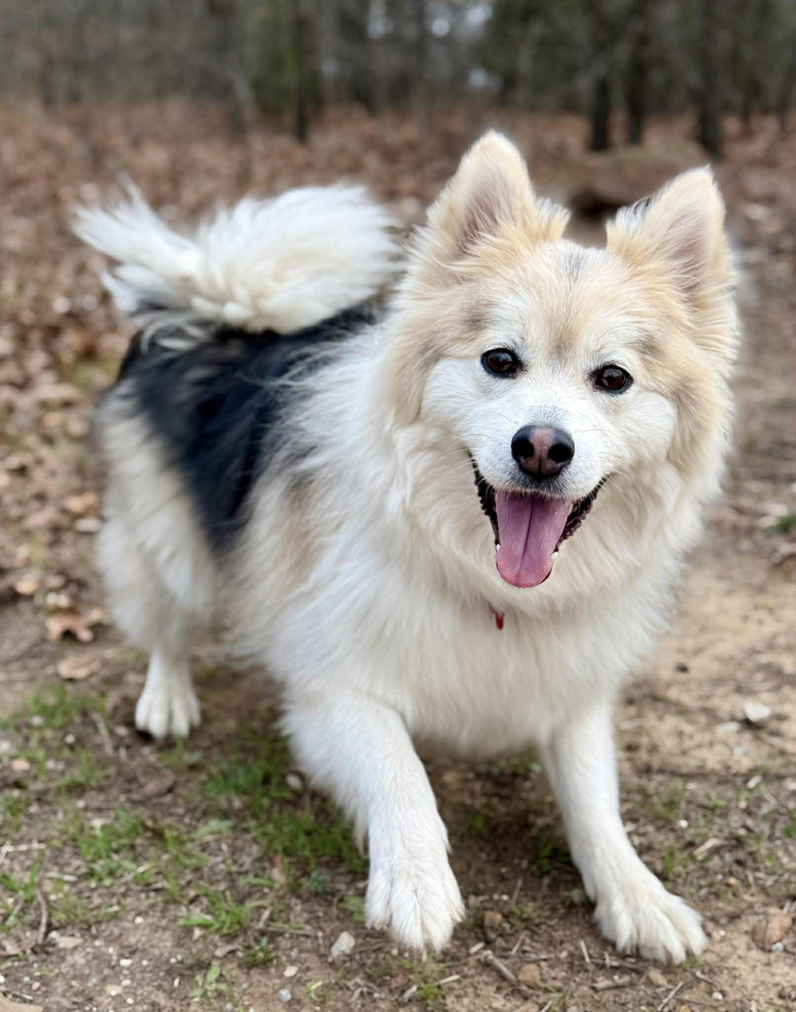 Enlarge Moose McFluff, a ADOPTABLE Pomsky in Kiowa, OK image 2/6