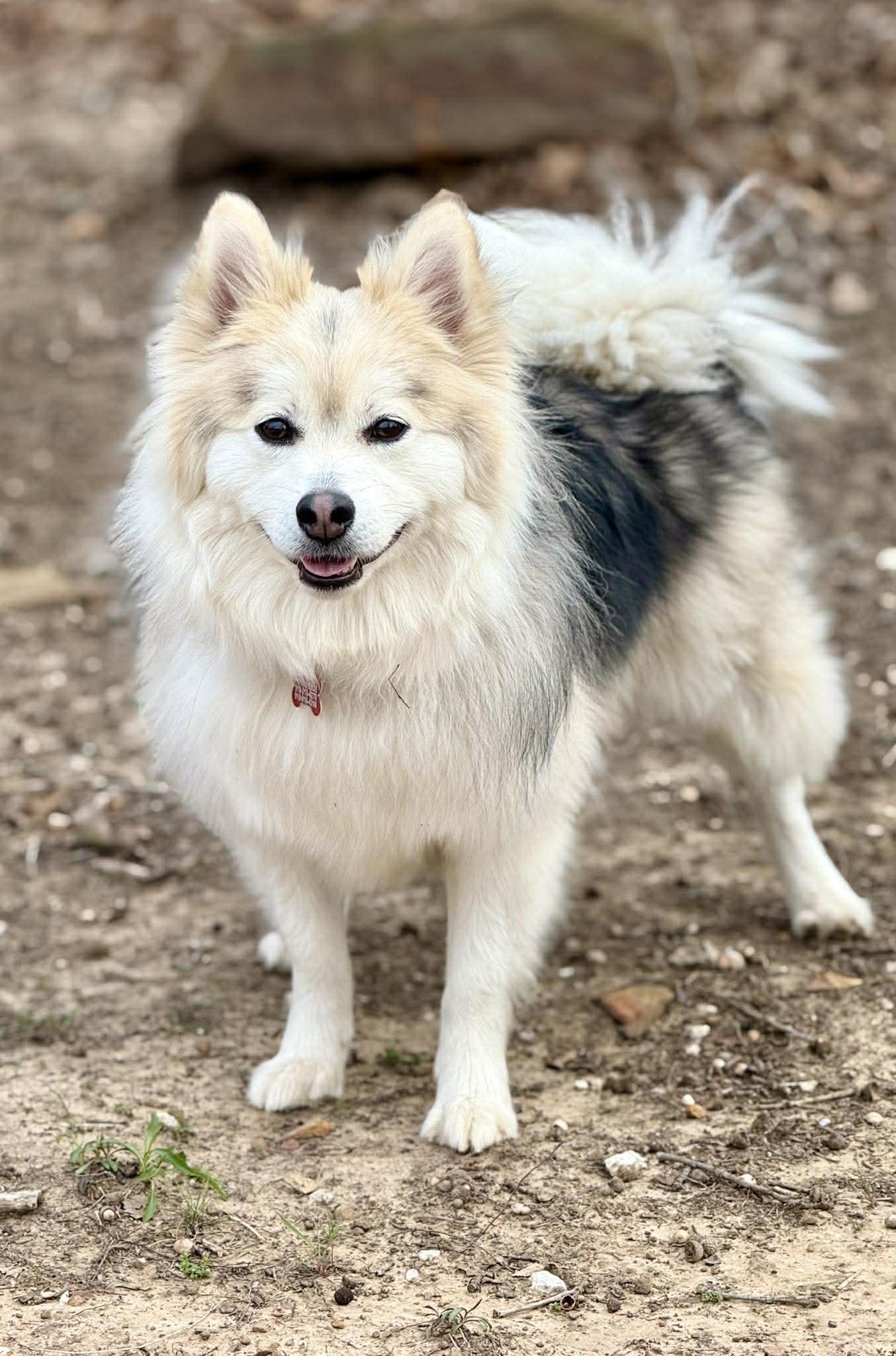 Enlarge Moose McFluff, a ADOPTABLE Pomsky in Kiowa, OK image 5/6