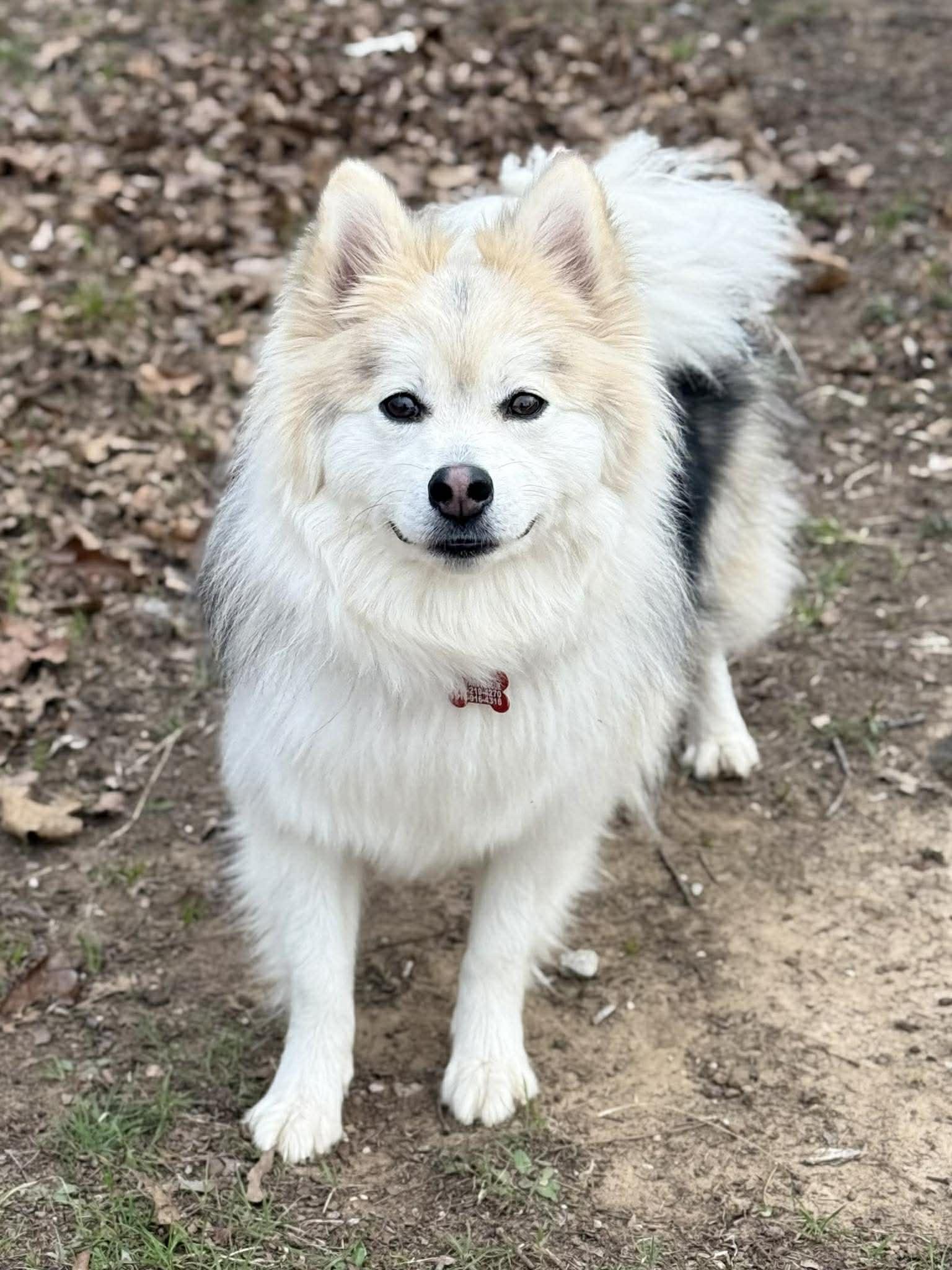 Enlarge Moose McFluff, a ADOPTABLE Pomsky in Kiowa, OK image 3/6