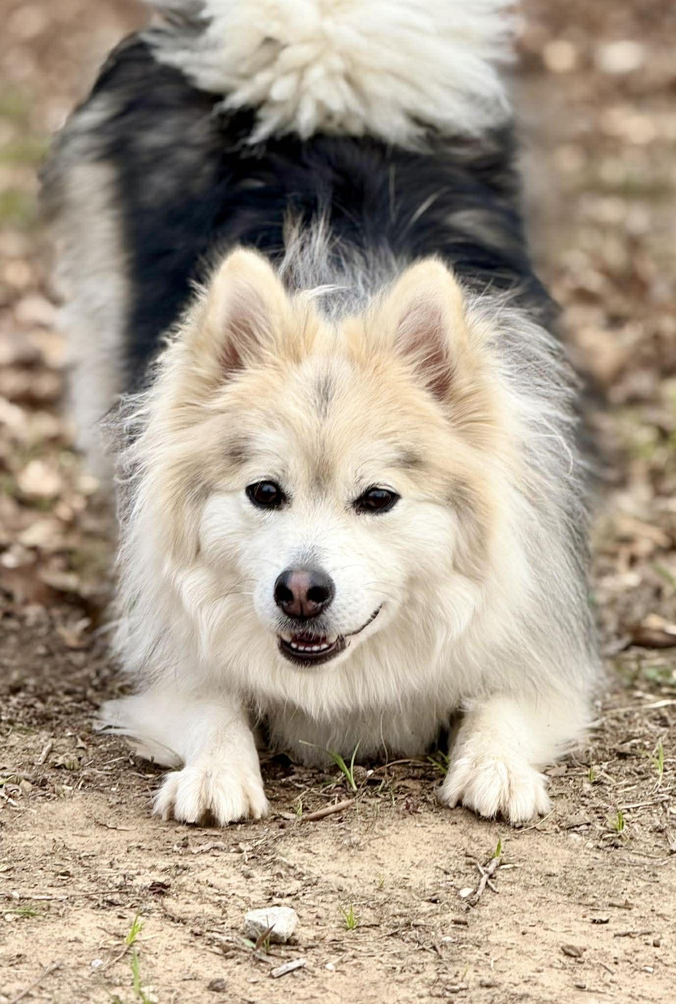 Enlarge Moose McFluff, a ADOPTABLE Pomsky in Kiowa, OK image 4/6