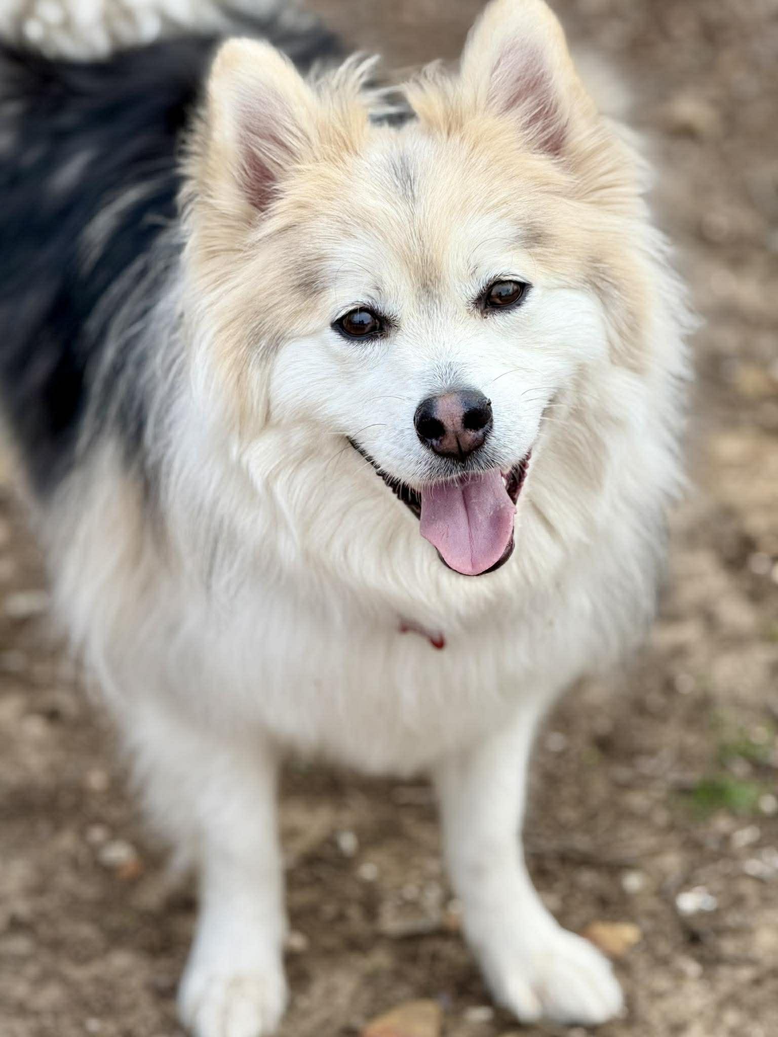 Enlarge Moose McFluff, a ADOPTABLE Pomsky in Kiowa, OK image 6/6