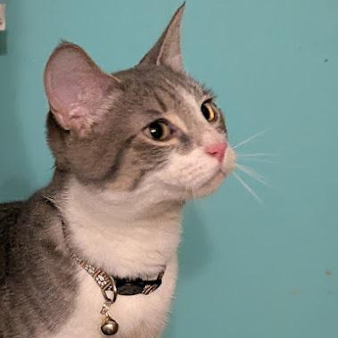 Mugwort, a Adoptable Domestic Short Hair in Johnstown, PA image 1/6
